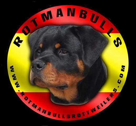 Camada de rottweiler