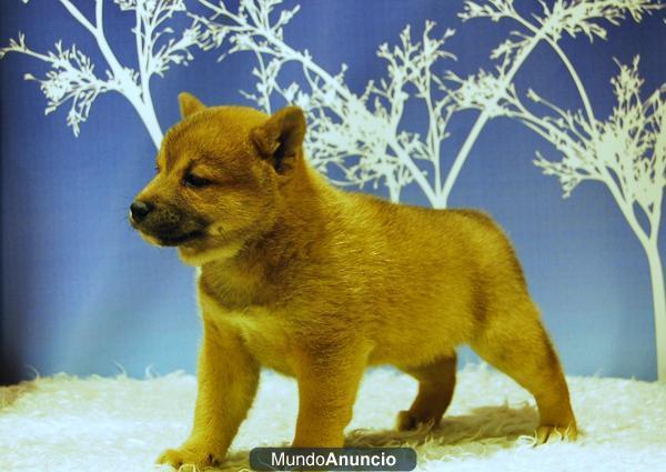 Exclusiva camada Shiba Inu de primera calidad