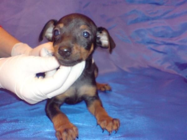 Pinscher Miniatura. doberman en miniatura  Preciosa camada, se entrega a partir de los 2 meses. Somos un criadero que di