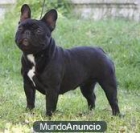 preciosos bulldogs frances - mejor precio | unprecio.es