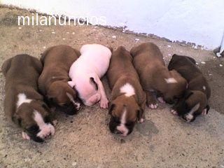 Se vende CACHORROS DE BOXER  en  Almendralejo