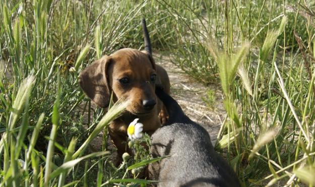 Teckel Miniatura nueva camada cachorros