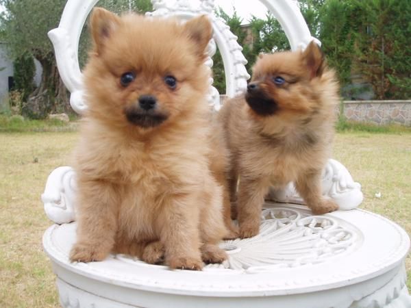 Tu mascota ideal preciosos lulus de pomerania