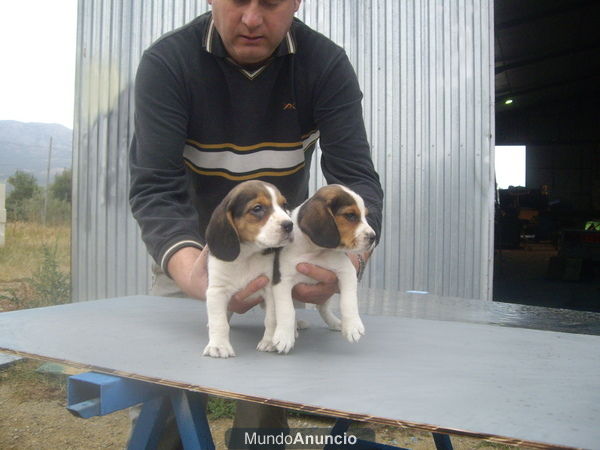 VENDO 2 CACHORRITAS HEMBRAS DE BEAGLE TRICOLOR CON PEDIGREE. 300