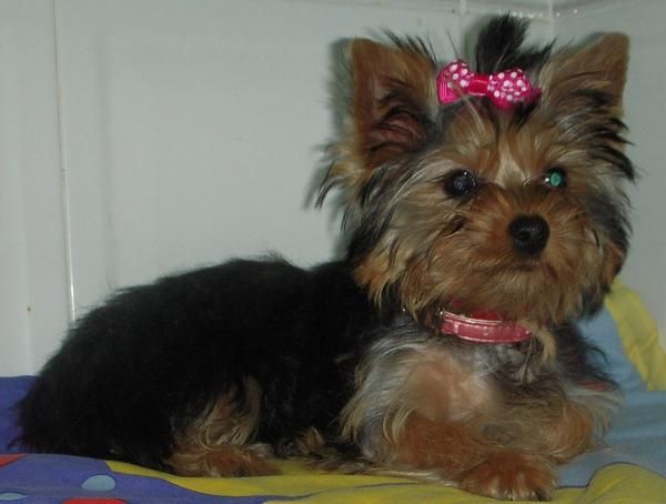 VENDO YORKSHIRE TERRIER HENBRA  MINIATURA