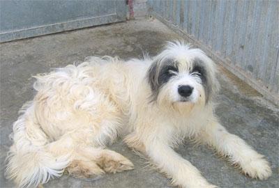 YAK  PERRITO  ADULTO MEDIANO EN PERRERA