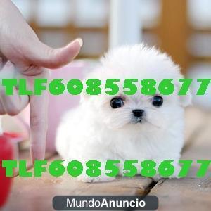 bichon maltes toy excelentes tlf 608558677