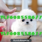 bichon maltes toy excelentes tlf 608558677 - mejor precio | unprecio.es