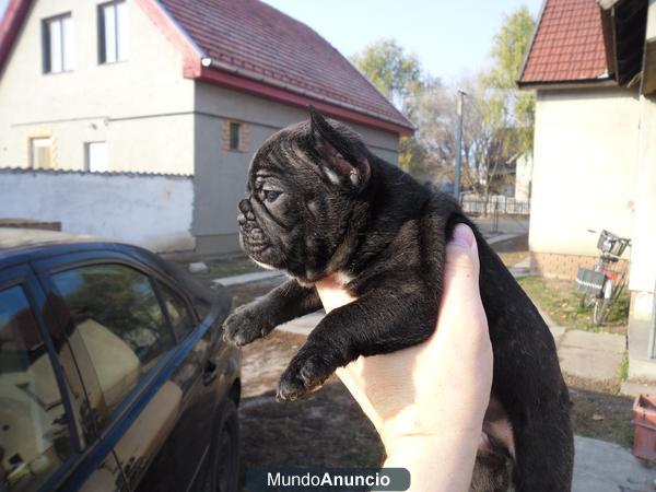 Bulldog Franceses nuevas Camadas Se entregan los cachorros con 2 meses