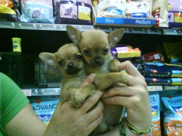 CACHORROS DE CHIHUAHUA MINI, PRECIOSOS 650 EUROS