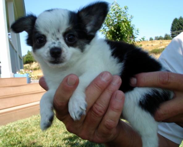 Chihuahua: Cachorro precioso 120euros