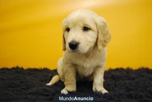 Golden retriever de primera calidad, machos + hembras 450 euros