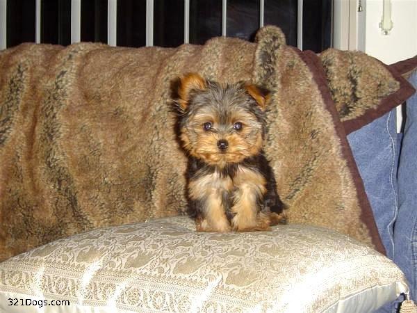 Hermoso Yorkshire terrier disponibles.