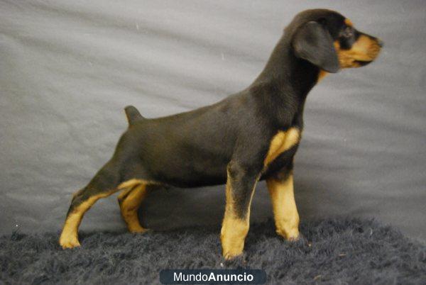 Listos Criados en familia Doberman de calidad con 2 meses