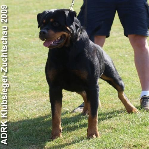 Rottweiler. Cachorros disponibles