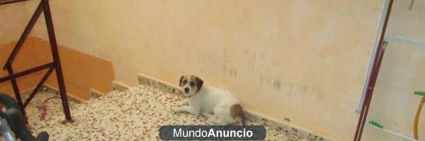 Se ha perdido en Corvera Murcia