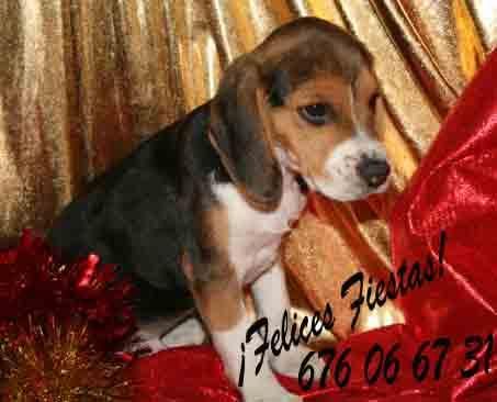 Tu Beagle a un precio sin igual  Logroño