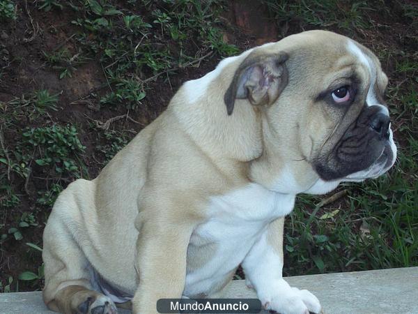 ADOPTA CACHORROS BULLDOG INGLES