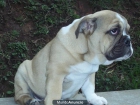 ADOPTA CACHORROS BULLDOG INGLES - mejor precio | unprecio.es