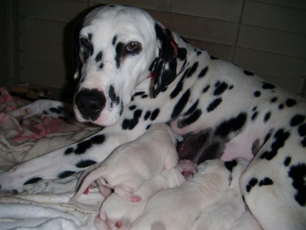 cachorritos de dalmata puros