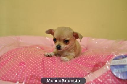 CACHORROS DE CHIUHUAHUA TOY