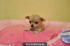 CACHORROS DE CHIUHUAHUA TOY - mejor precio | unprecio.es