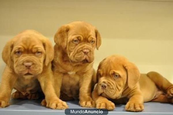 cachorros  dogo de burdeos