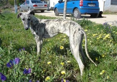 Preciosa Galga en adopcion