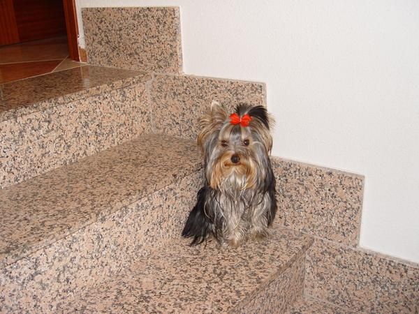 Se vende Yorkshire Terrier