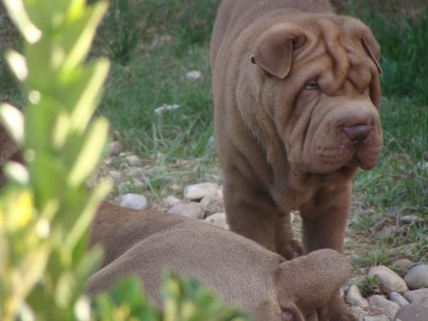 Verdaderos SHAR PEIS