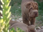 Verdaderos SHAR PEIS - mejor precio | unprecio.es