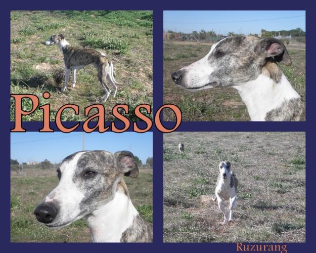 WHIPPET DISPONIBLE PARA MONTAS