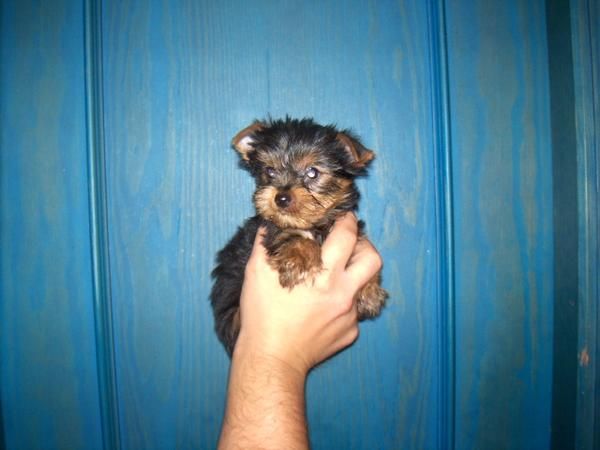 yorkshire terrier cachorritos machos con pedigri (loe)