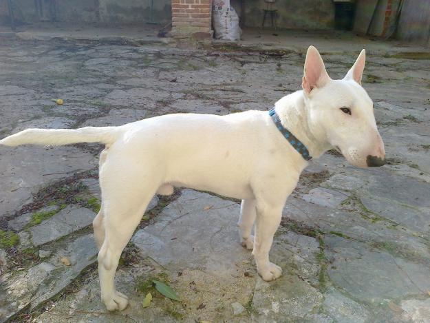 Bull Terrier Miniatura  