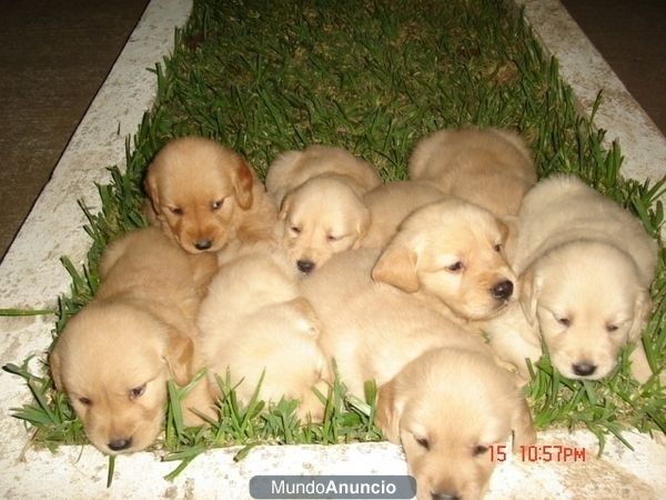 CAMADA CACHORROS LABRADOR RETRIEVER 220E TRANSPORTES INCLUIDOS