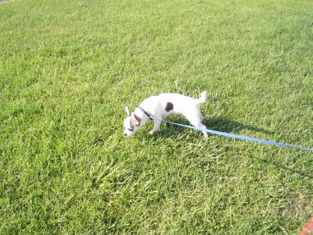 Chihuahua de pelo corto busca novia