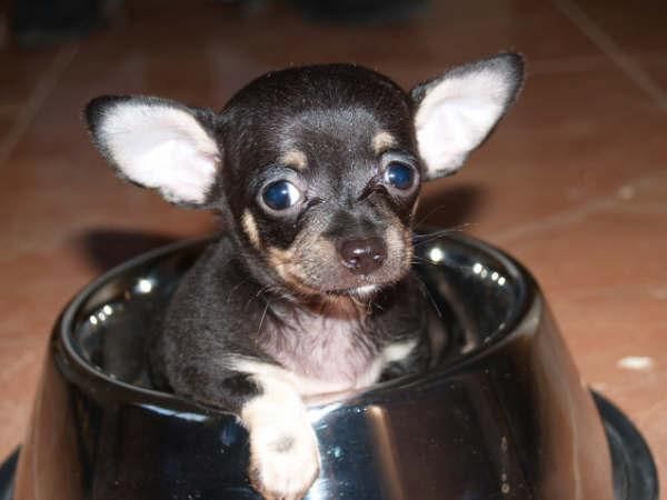 Chihuahua,magnifica camada