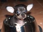 Chihuahua,magnifica camada - mejor precio | unprecio.es