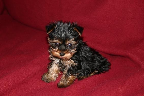 MINI YORKSHIRE TERRIER A 400 EUROS PRECIOSSOS