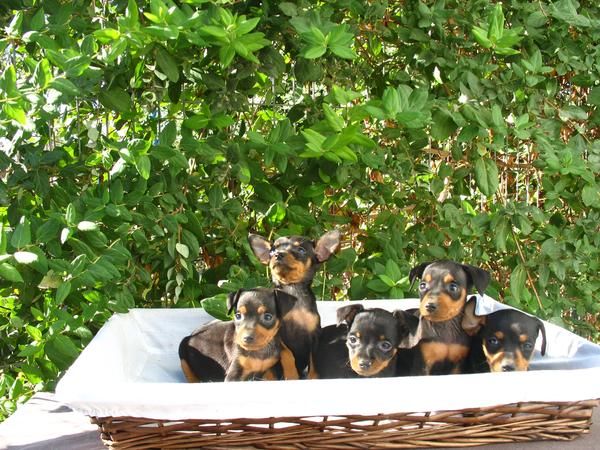 PINSCHER MINI, HEMBRITAS DE 2 MESES, 290 EUROS