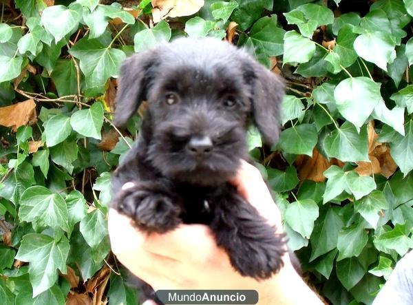 SCHNAUZER MINI 390€