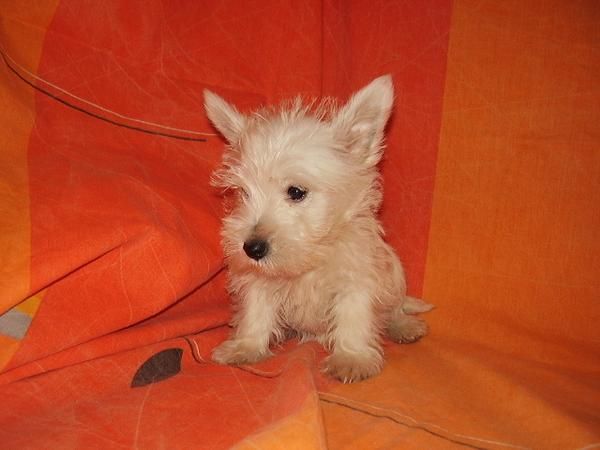 Westys - Cachorros - WEST HIGHLAND con pedigree - 450 -