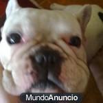 PONTXO, BULLDOG FRANCÉS JOVEN EN ADOPCIÓN RESPONSABLE URGENTE