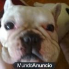 PONTXO, BULLDOG FRANCÉS JOVEN EN ADOPCIÓN RESPONSABLE URGENTE - mejor precio | unprecio.es