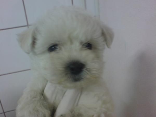 BICHON MALTES CACHORROS EN VENTA