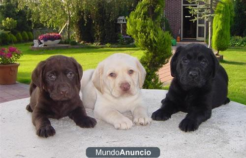 Busco un Labrador para mi jardin!