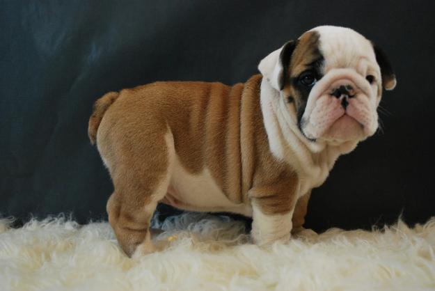 Cachorros de bulldog ingles con LOE, machos y hembras de calidad