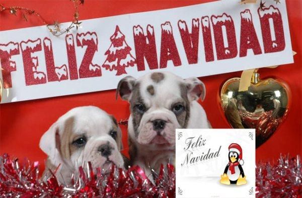 Cachorros de Bulldog Ingles, no te quedes si el