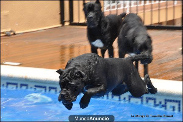 CANE CORSO DE LA MAS ALTA CALIDAD