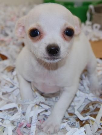 Chihuahuas miniatura con pedigree.
